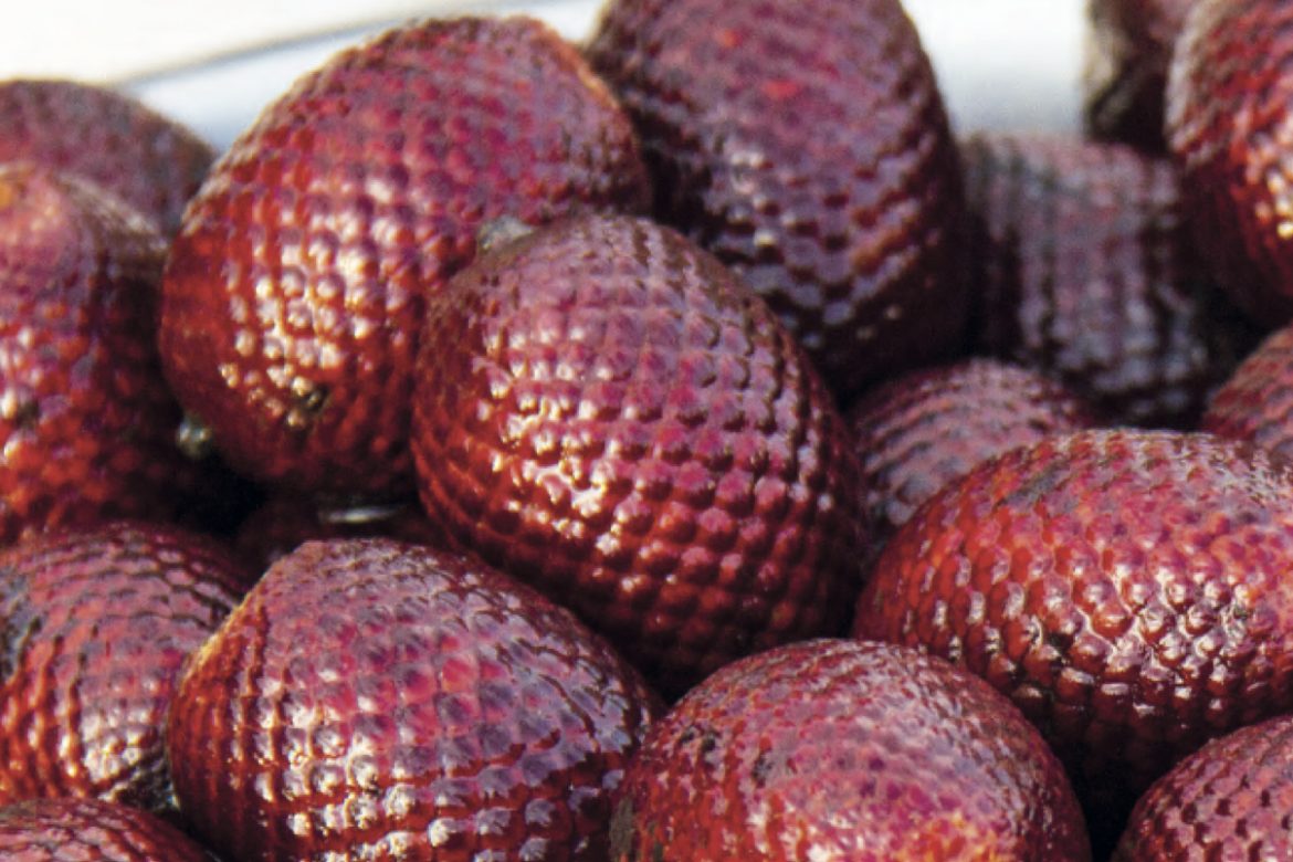 Recolección sostenible de aguaje y camu camu en Loreto, Perú