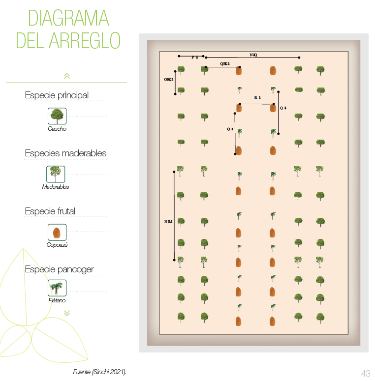 Diagrama del arreglo agroforestal (especie principal, maderables, frutal y pancoger)