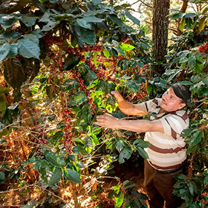 Raíces: agricultura restaurativa en ecosistemas críticos en El Salvador