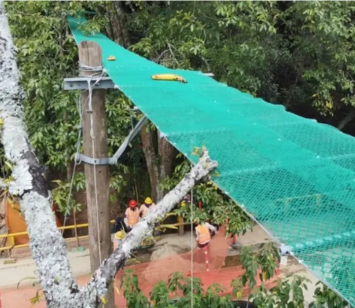 Paso de fauna arbóreo, un cruce seguro para animales por las vías en Medellín