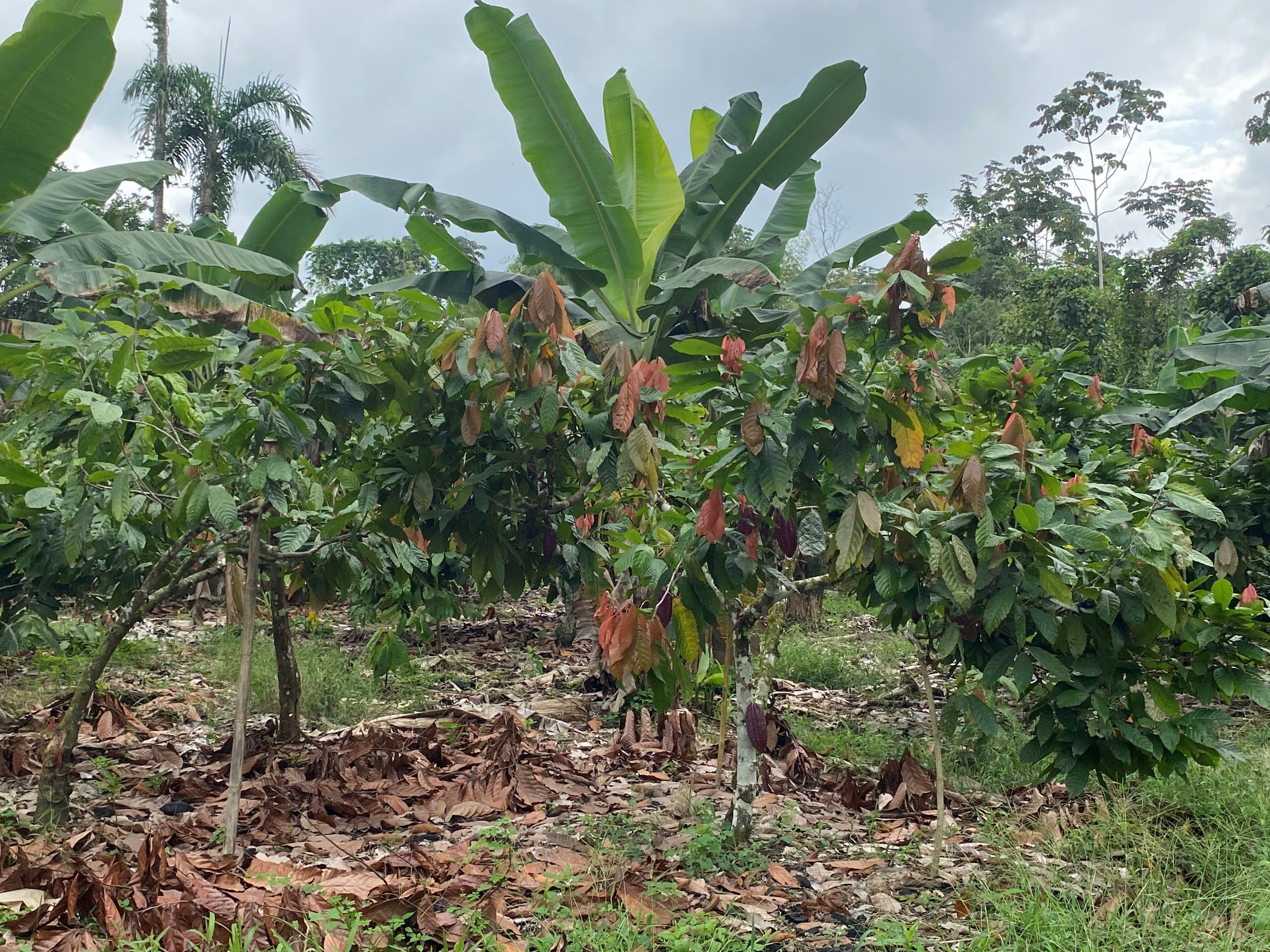 Sistemas Agroforestales (SAF) adaptados a los territorios